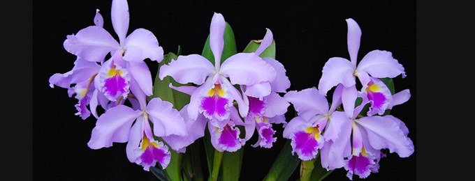 orchid picture