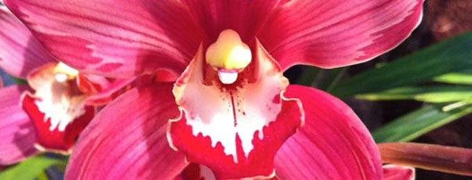 orchid picture