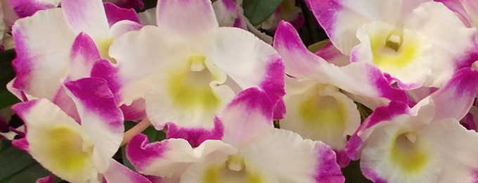 orchid picture