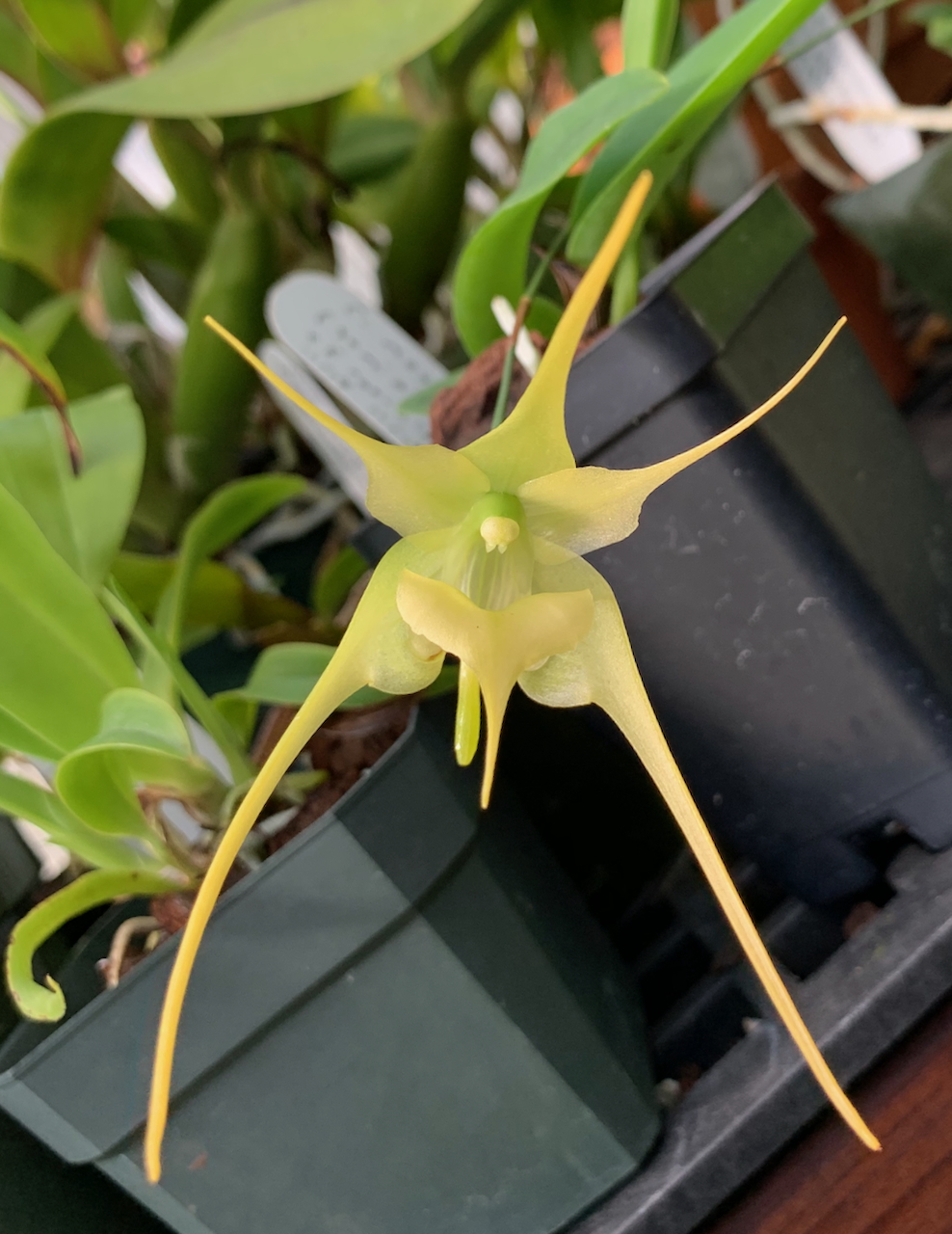 orchid picture