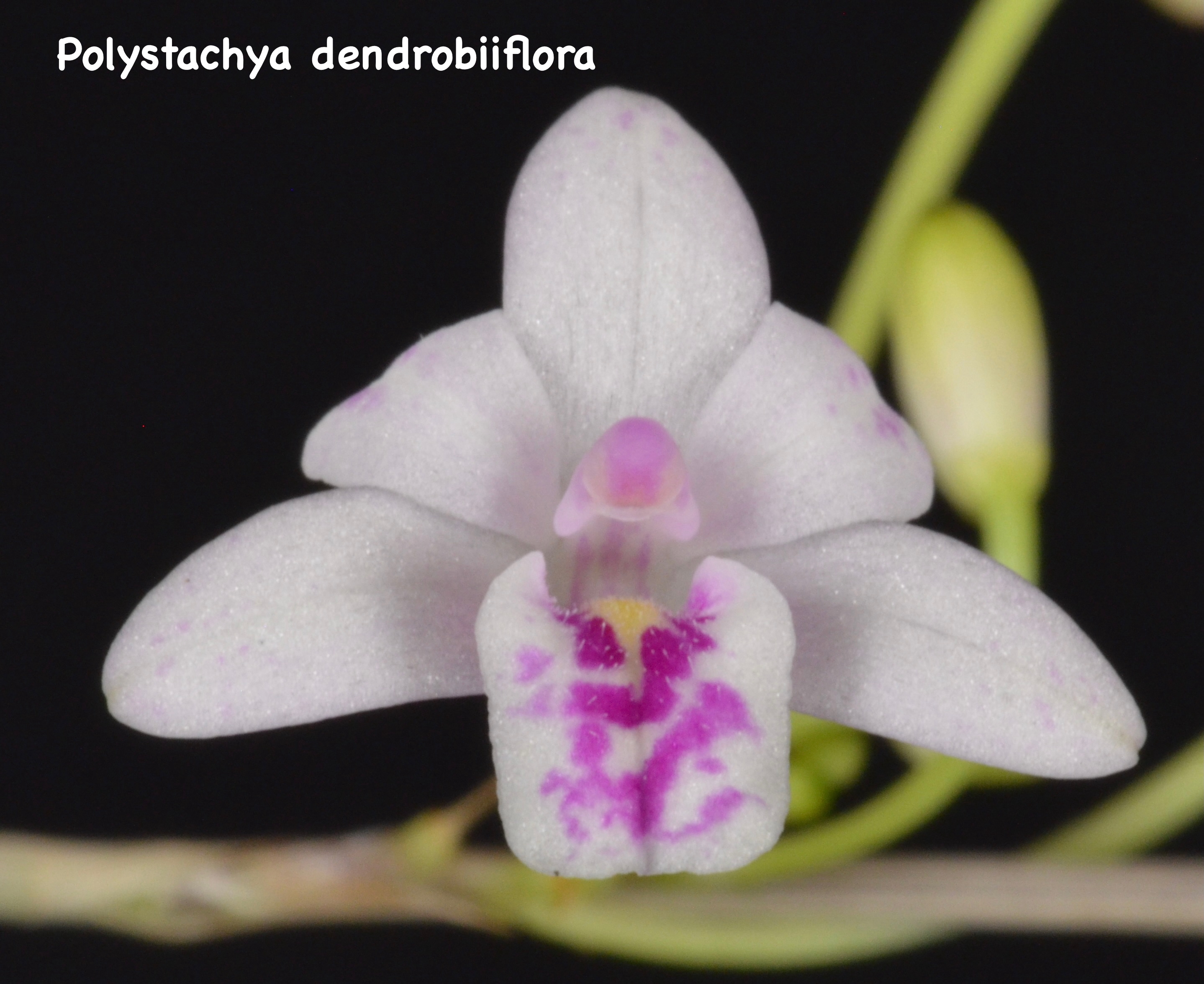 orchid picture